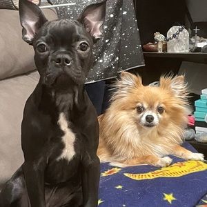 Meet your Posher, Junior